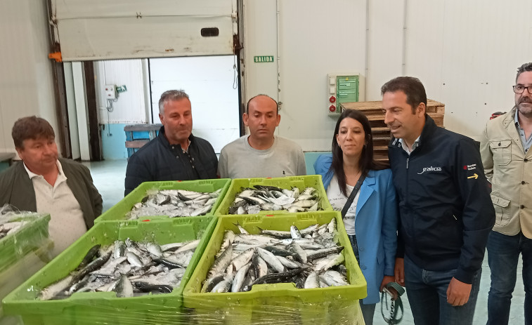 Las primeras descargas de sardinas dejan una facturación en la lonja de Ribeira de 1,3 millones de euros