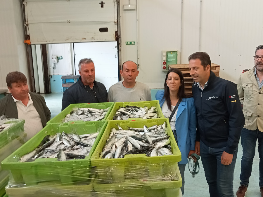 Las primeras descargas de sardinas dejan una facturación en la lonja de Ribeira de 1,3 millones de euros