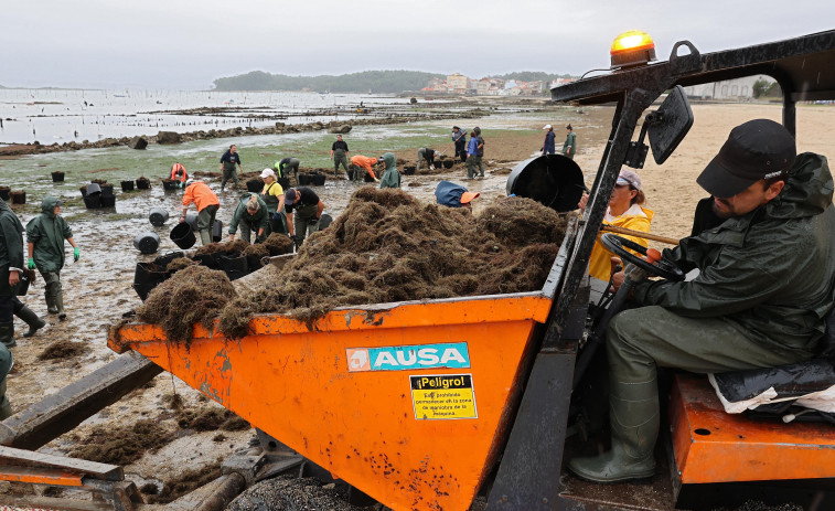 Adeplavi reclama una limpieza sostenible de las algas de la playa