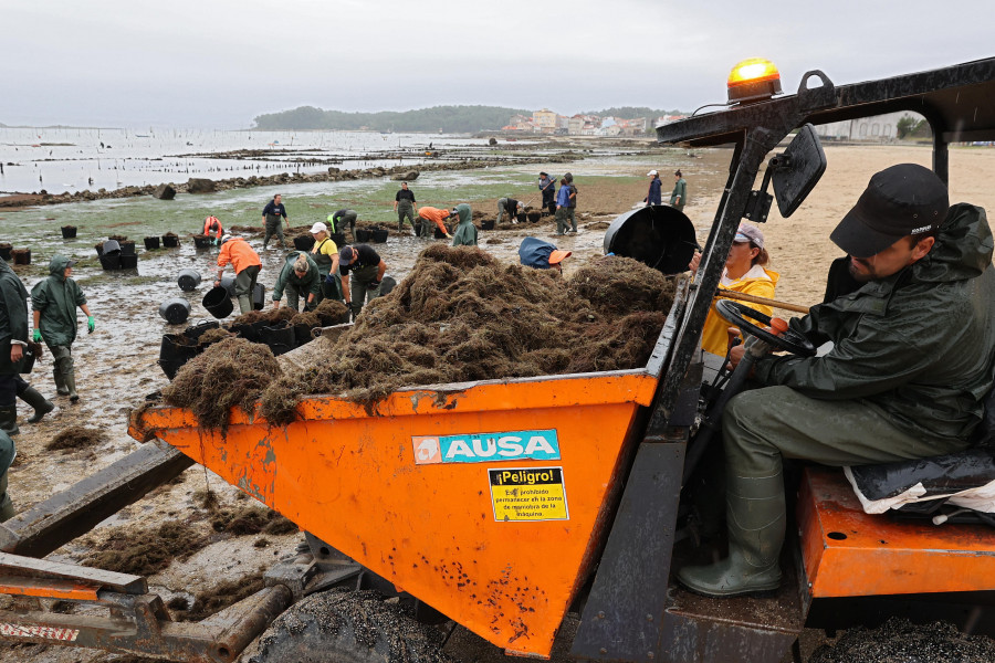 Adeplavi reclama una limpieza sostenible de las algas de la playa