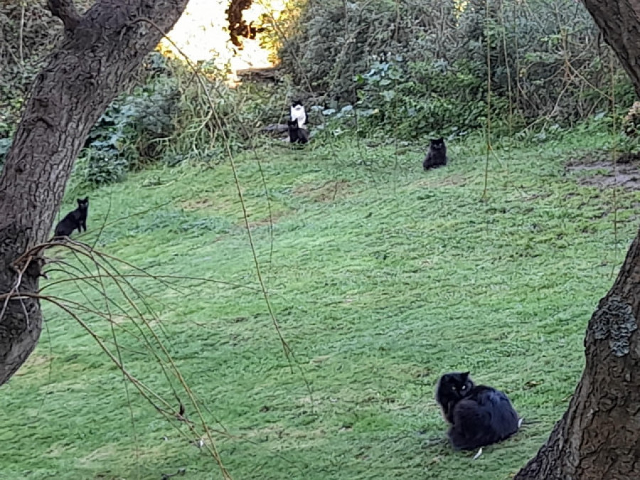 Denuncian que dos crías de gato permanecen emparedadas en Ordes sin que las rescaten