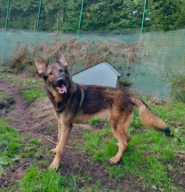 Lobo, otro perrito en adopciu00f3n 