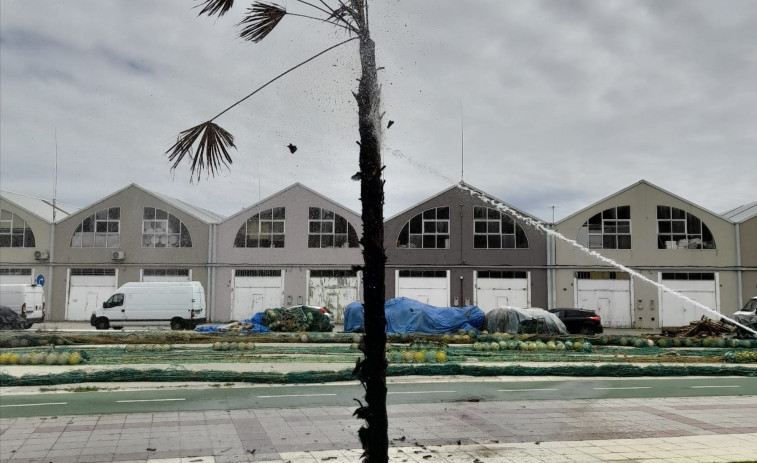 Los Bomberos de Ribeira sofocan un incendio en una palmera en la Avenida das Carolinas