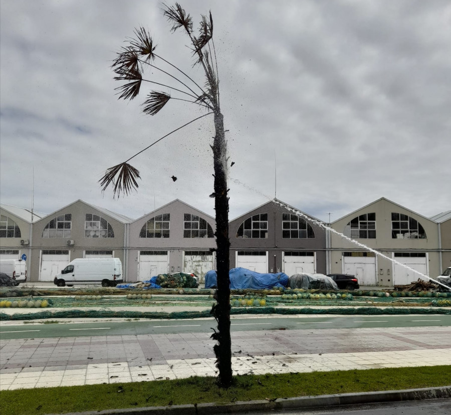 Los Bomberos de Ribeira sofocan un incendio en una palmera en la Avenida das Carolinas