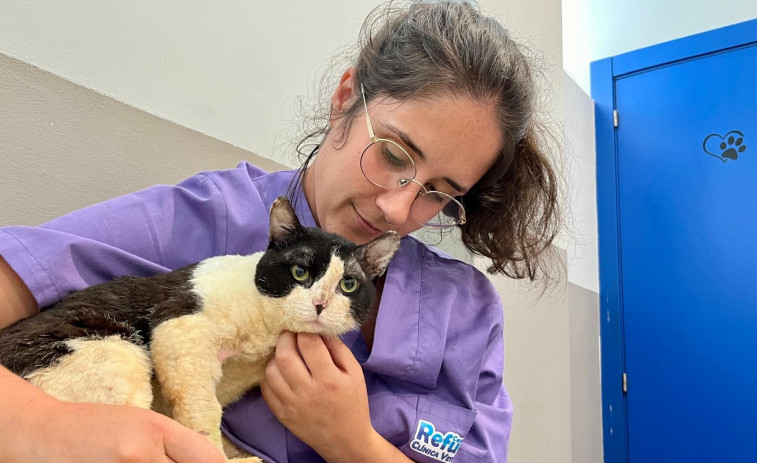 El Refugio de Cambados busca ayuda para Mao, un gato superviviente de la explosión mortal de A Illa