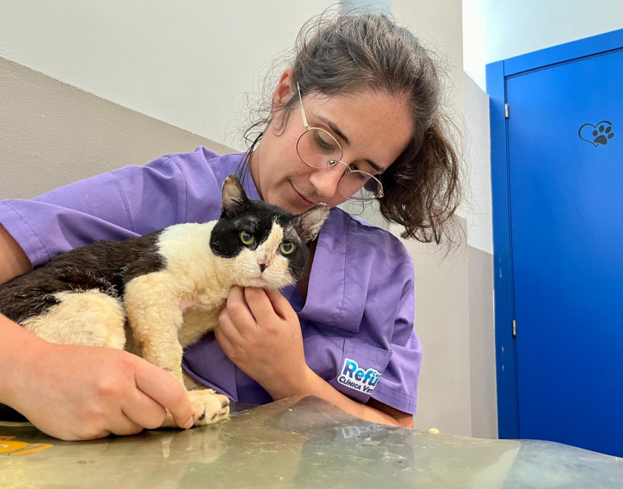 El Refugio de Cambados busca ayuda para Mao, un gato superviviente de la explosión mortal de A Illa