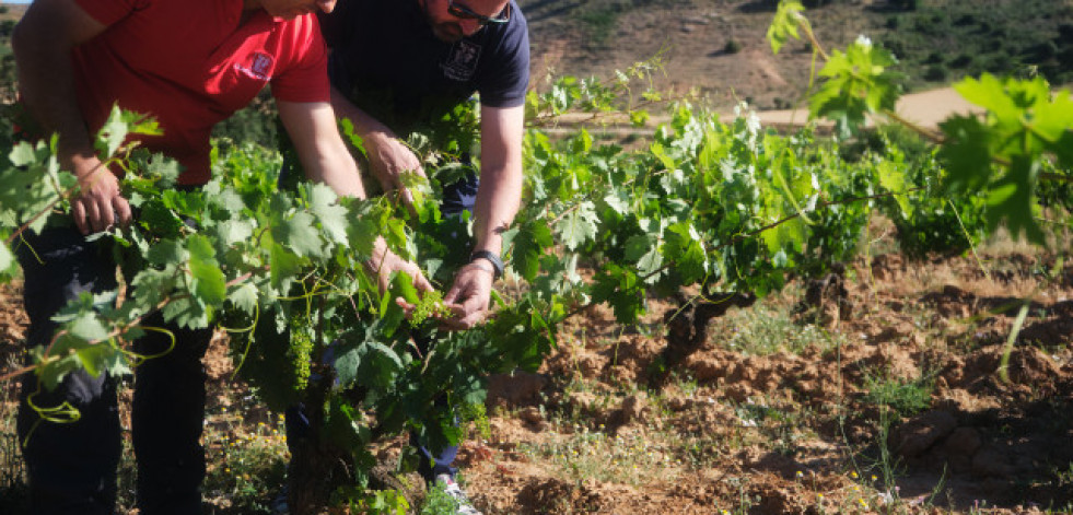 Bodegas La Celestina, vinos que expresan la armonía y el equilibro de la Ribera del Duero