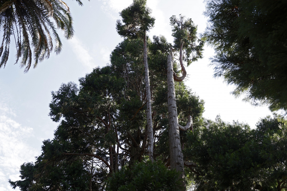 Calocedro rubiáns árbol catálogo senlleiras