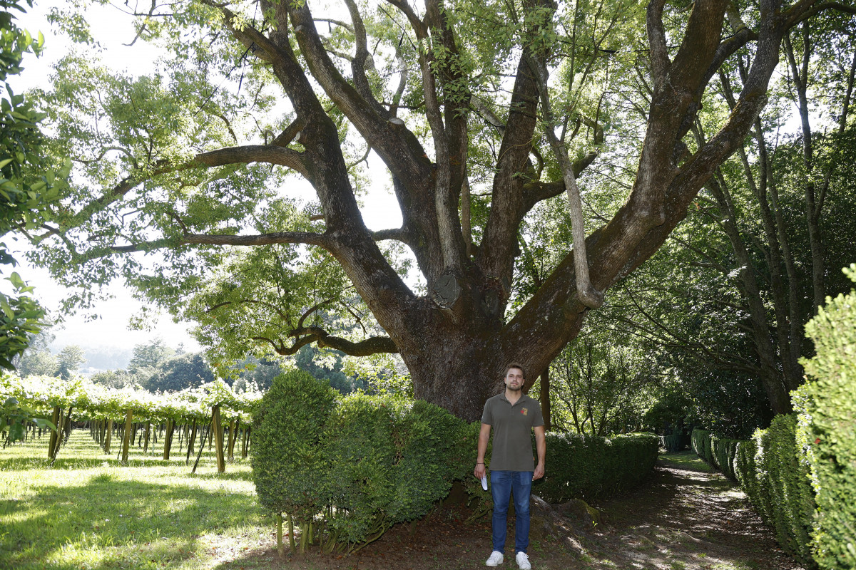 Alcanforero pazo rubiáns árbores senlleiras catálogo