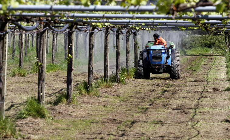 El SLG estima un 25 % menos de cosecha en la DO Rías Baixas y pide mantener o aumentar los precios