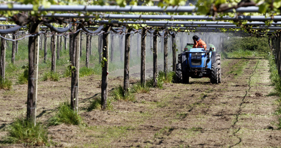 El SLG estima un 25 % menos de cosecha en la DO Rías Baixas y pide mantener o aumentar los precios