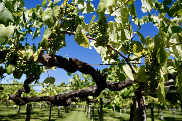 Viñedo o salnés