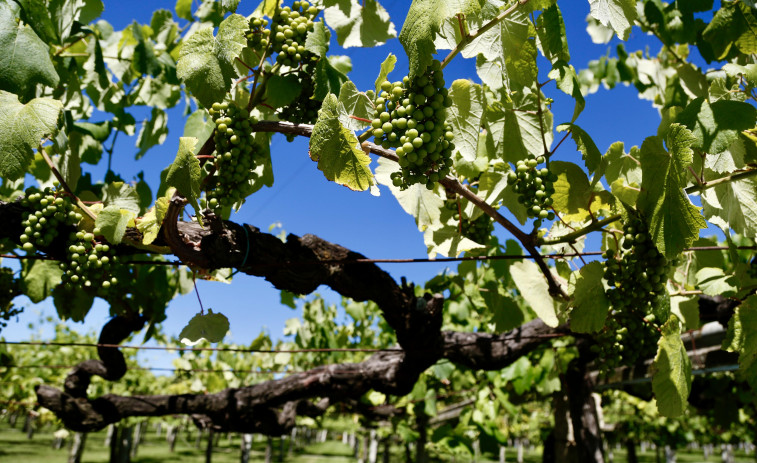 Rías Baixas prevé recoger 41 millones de kilos de uva si viene un buen agosto