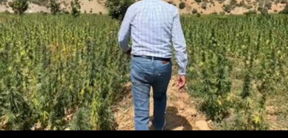 Los agricultores dejan de sembrar con miedo con la legalización del cannabis en Marruecos