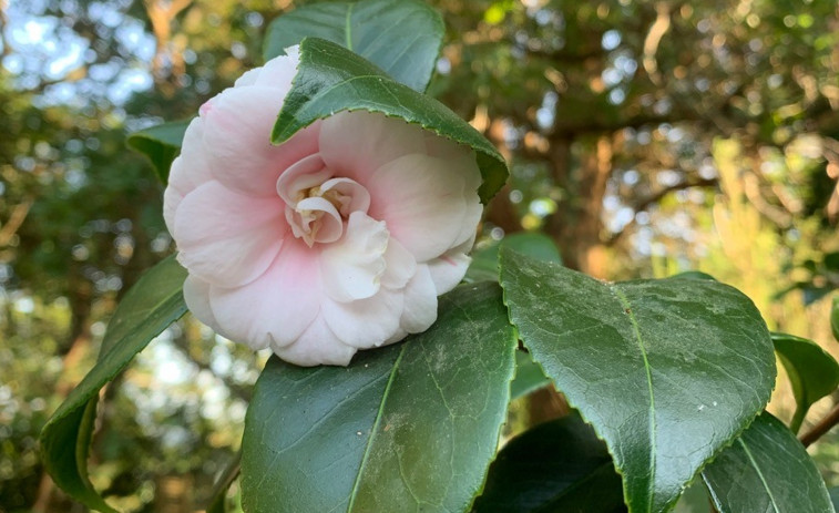 El Pazo de La Saleta registra un evento extraordinario, la floración de una camelia de verano