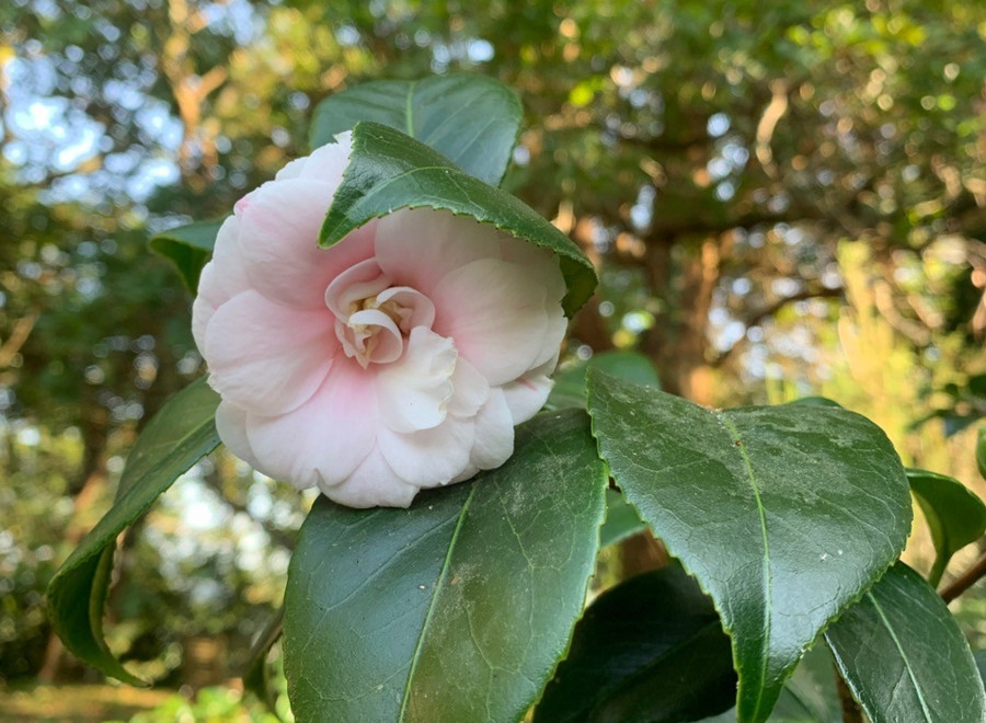 El Pazo de La Saleta registra un evento extraordinario, la floración de una camelia de verano