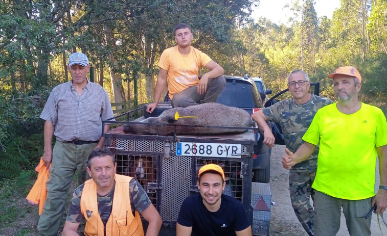 Una cuadrilla de cazadores de Ribeira logra abatir el primer jabalí de la temporada en Campelos, en Olveira