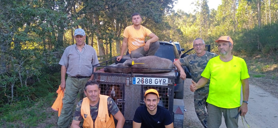 Una cuadrilla de cazadores de Ribeira logra abatir el primer jabalí de la temporada en Campelos, en Olveira