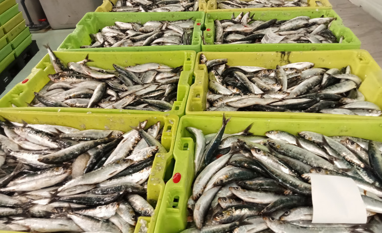 Gardacostas decomisa unos 2.800 kilos de sardinas en un galpón en el puerto de Ribeira