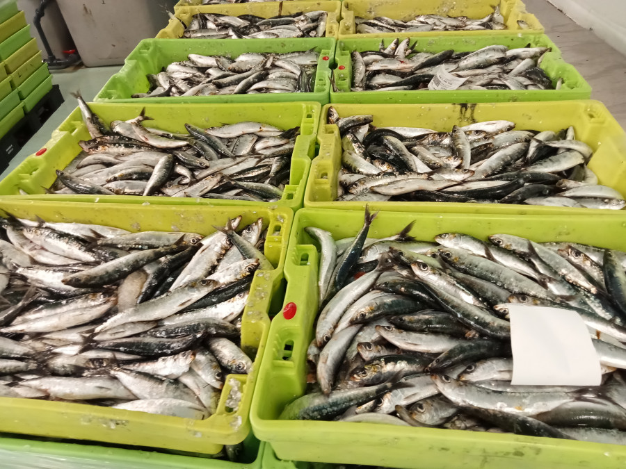 Gardacostas decomisa unos 2.800 kilos de sardinas en un galpón en el puerto de Ribeira