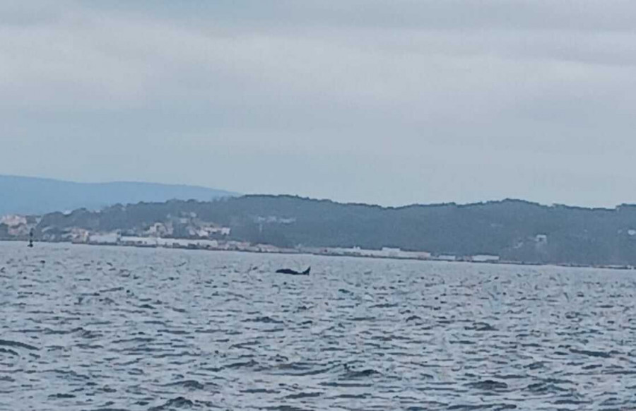 Avistan a varios ejemplares de orcas en el interior de la Ría y provocan daños en un velero en Ribeira