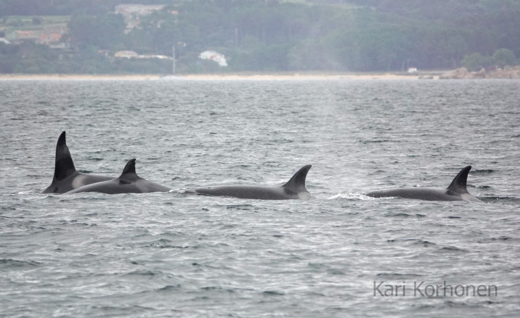 Toñi, Pingu, Gnomo y Gladis: identifican a las cuatro orcas que se adentraron en la Ría de Arousa