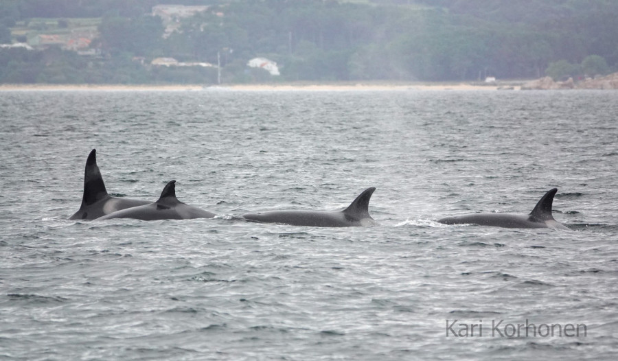 Toñi, Pingu, Gnomo y Gladis: identifican a las cuatro orcas que se adentraron en la Ría de Arousa