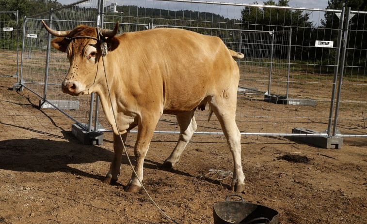 Un botín de 15.000 euros para el que acierte dónde caga una vaca en Cuntis