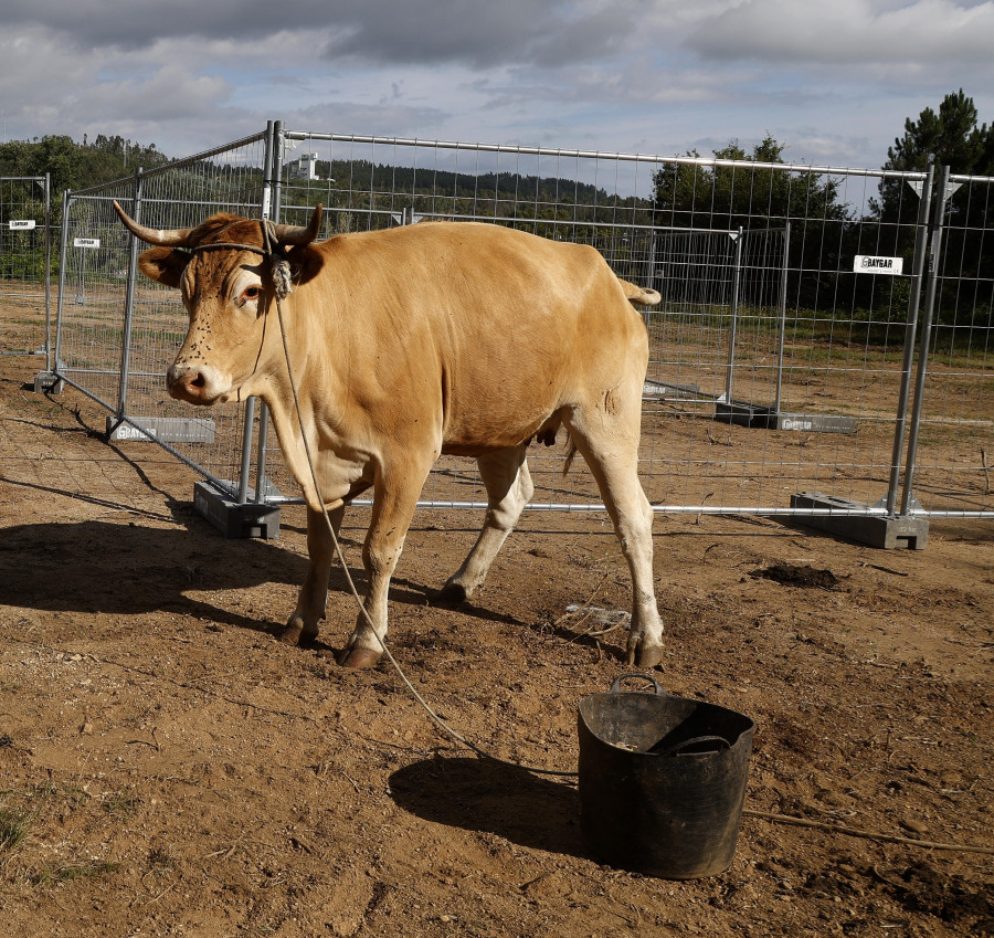 Un botín de 15.000 euros para el que acierte dónde caga una vaca en Cuntis