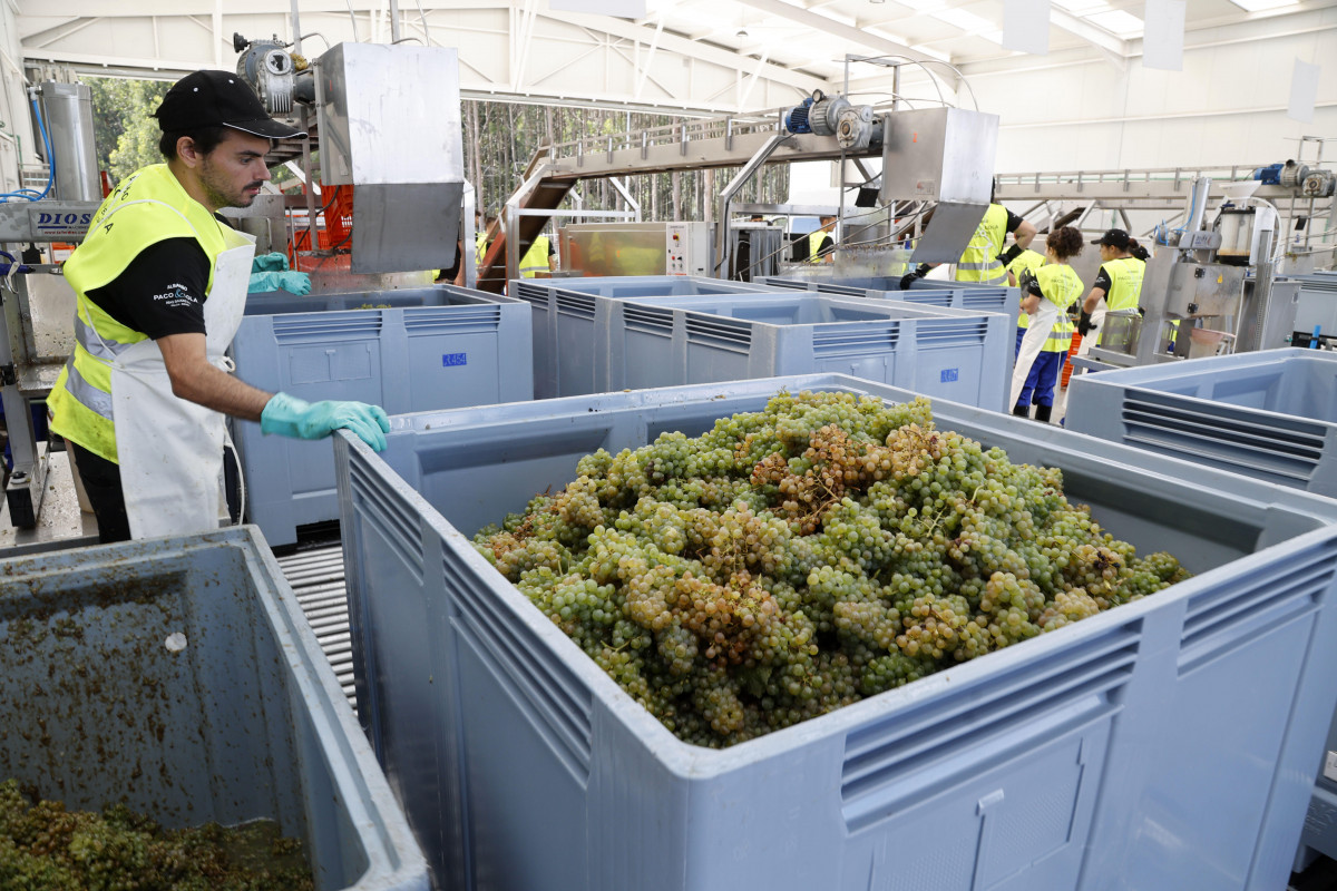 Decarga uva vendimia paco y lola do rías baixas