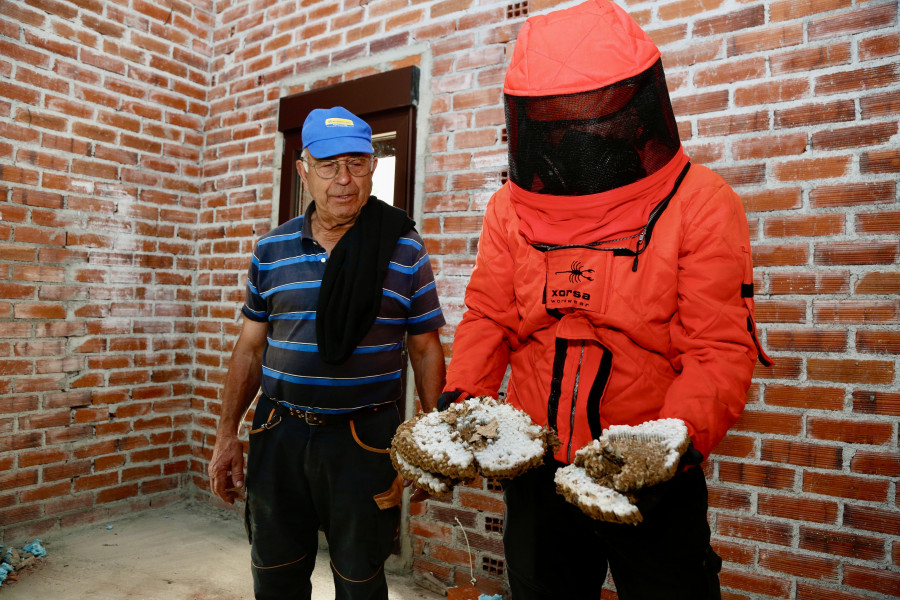 La primavera lluviosa y el trampeo reducen los nidos de velutina retirados en O Salnés en casi un centenar