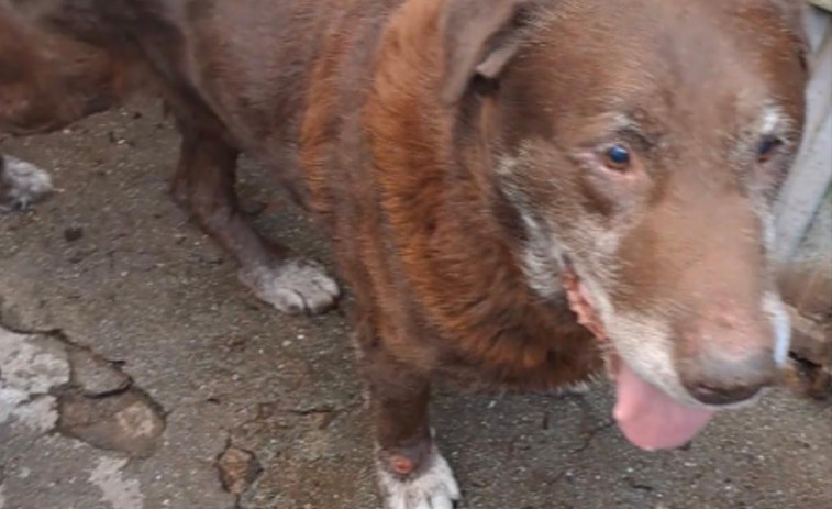 El Refugio de Cambados busca familia para tres perros ancianos cuyo dueño “se mudó y los dejó solos”