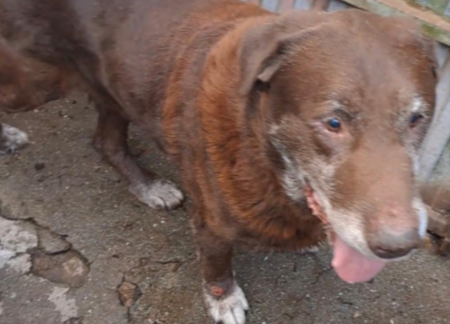 El Refugio de Cambados busca familia para tres perros ancianos cuyo dueño “se mudó y los dejó solos”