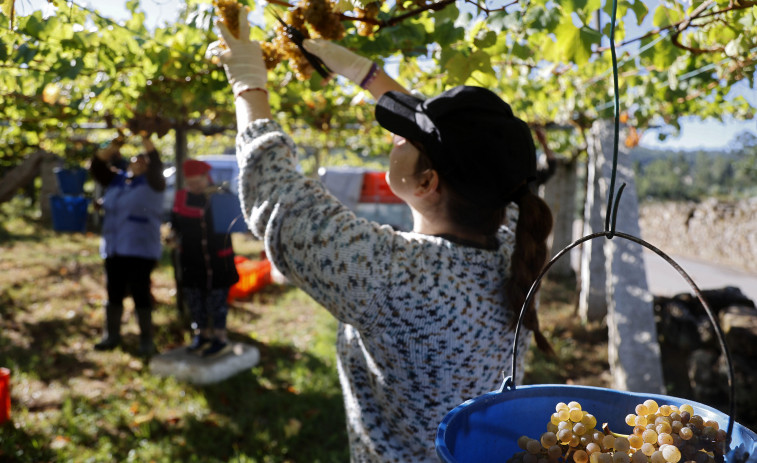 La Ruta Rías Baixas y algunas de sus bodegas ofrecen experiencias enoturísticas de vendimia