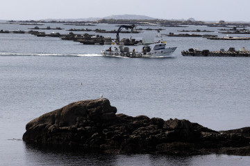 Bateas en la ría de arousa