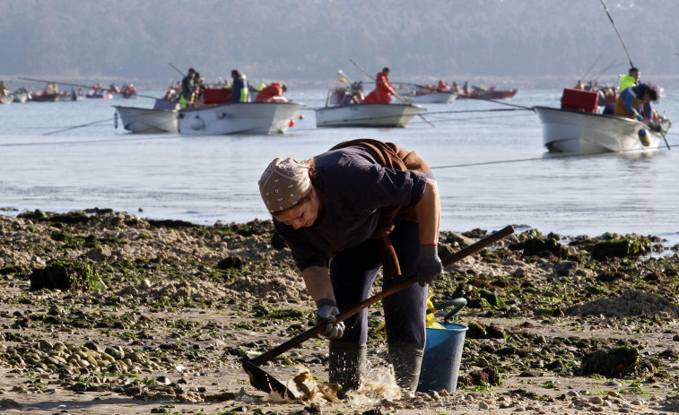 La crisis del marisqueo hunde la facturación de las lonjas de Vilanova y Rianxo en más del 90 %