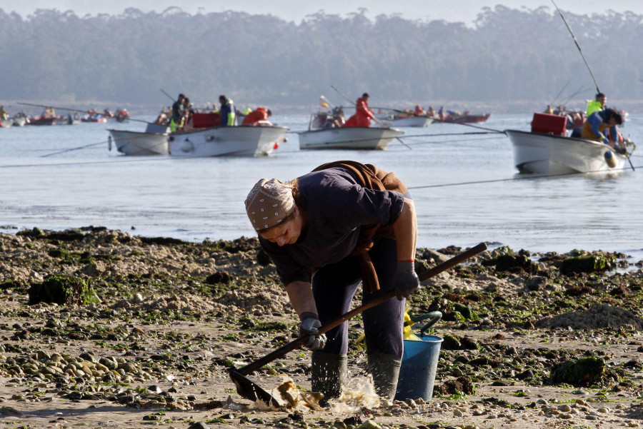 La crisis del marisqueo hunde la facturación de las lonjas de Vilanova y Rianxo en más del 90 %