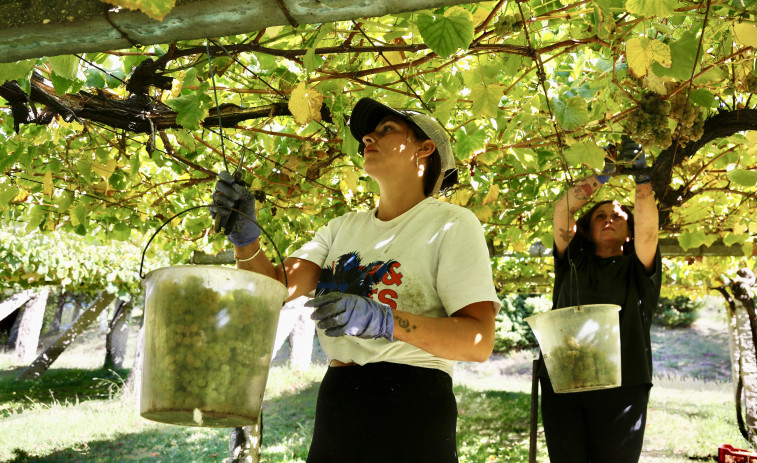 La vendimia de la DO Rías Baixas ya supera los 30 millones de kilos de una uva con gran potencial aromático