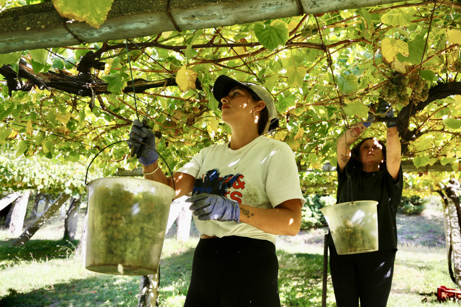 La vendimia de la DO Rías Baixas ya supera los 30 millones de kilos de una uva con gran potencial aromático