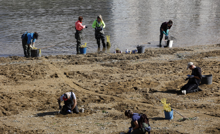 Decepción y abandono: Así se sienten las cofradías y el marisqueo a pie de la provincia de Pontevedra