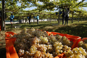 Uva vendimia do rías baixas o salnés