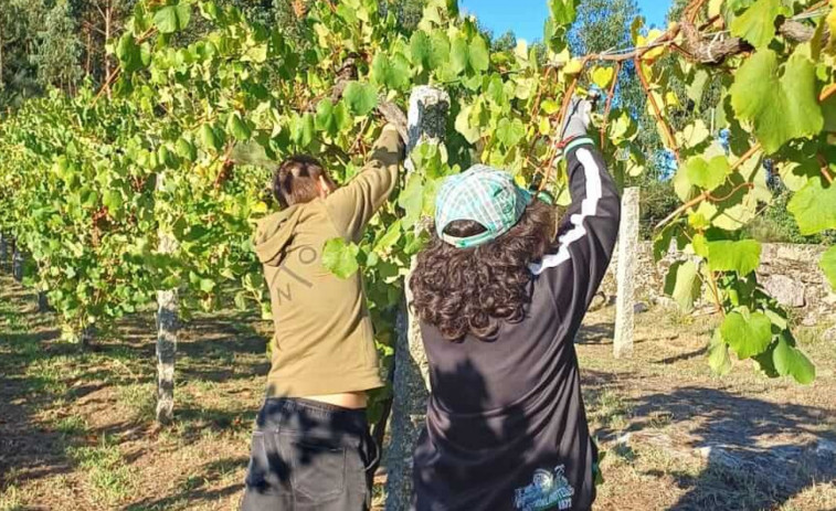 La vendimia en el Castelo de Soutomaior finaliza con una cosecha de casi 13.000 kilos