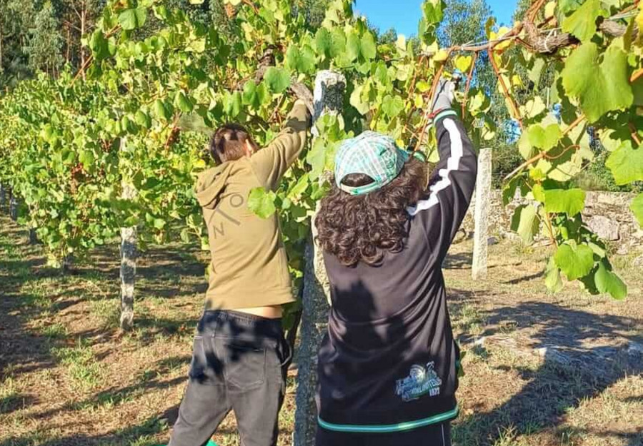 La vendimia en el Castelo de Soutomaior finaliza con una cosecha de casi 13.000 kilos