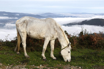 Caballo monte xiabre