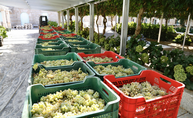 La vendimia en Rías Baixas superó los 42,1 millones de kilos, un 5% menos que en 2023