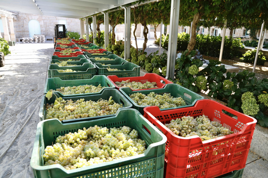 La vendimia en Rías Baixas superó los 42,1 millones de kilos, un 5% menos que en 2023