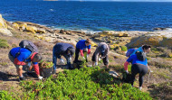 Unos 75 voluntarios de Afundación retiran en Sálvora 114 kilos de basura marina y media tonelada de especies exóticas invasoras