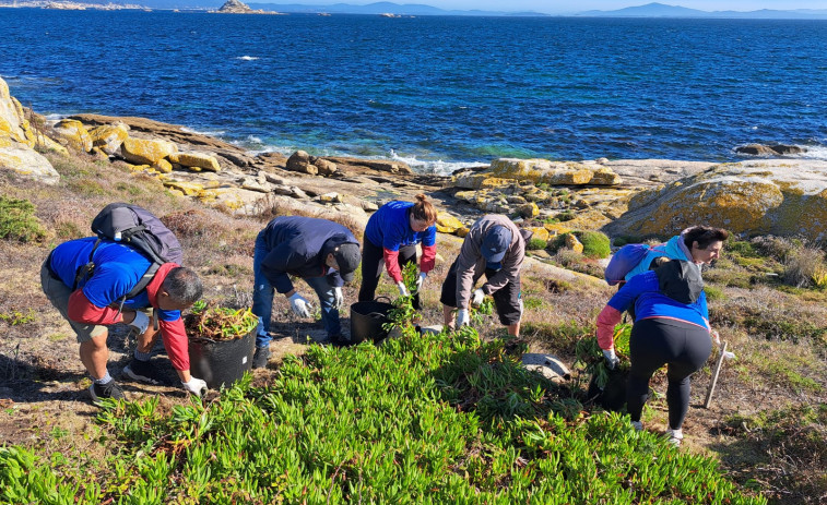 Unos 75 voluntarios de Afundación retiran en Sálvora 114 kilos de basura marina y media tonelada de especies exóticas invasoras