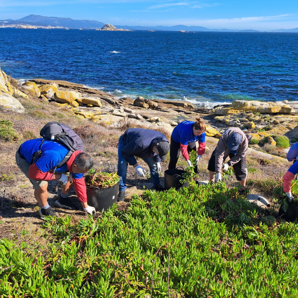 Unos 75 voluntarios de Afundación retiran en Sálvora 114 kilos de basura marina y media tonelada de especies exóticas invasoras