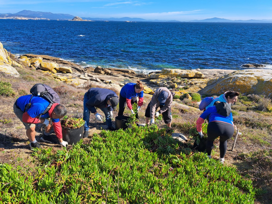 Unos 75 voluntarios de Afundación retiran en Sálvora 114 kilos de basura marina y media tonelada de especies exóticas invasoras